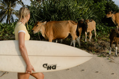 The Unscripted Surf Set Lemon