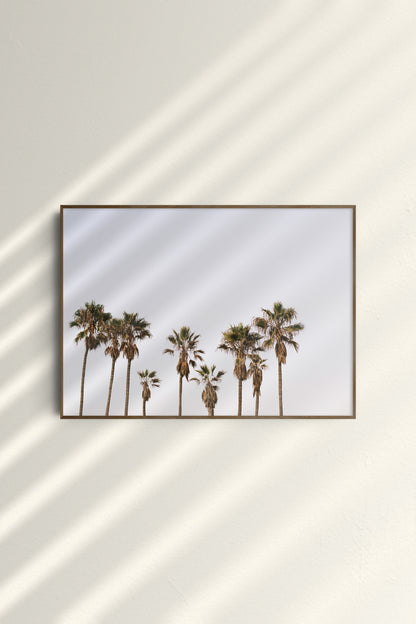 The Summerly Cali Palms