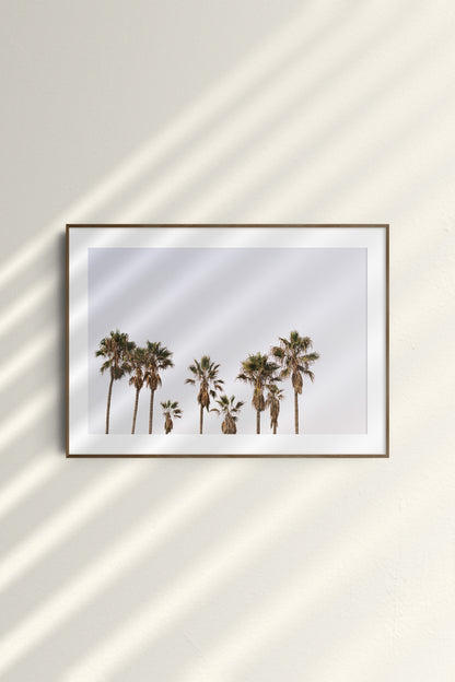The Summerly Cali Palms